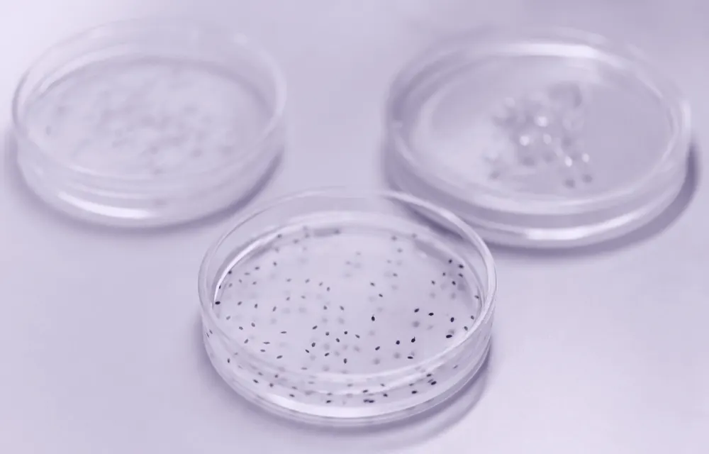 Infections bactériennes